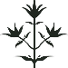 Thyme